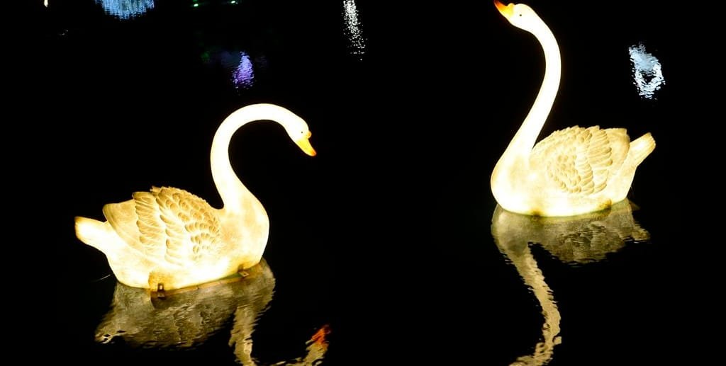 Gansos brincam no laguinho do Parque da Cidade em noite iluminada para o Natal/Marcelo Casal Jr/Agência Brasil
