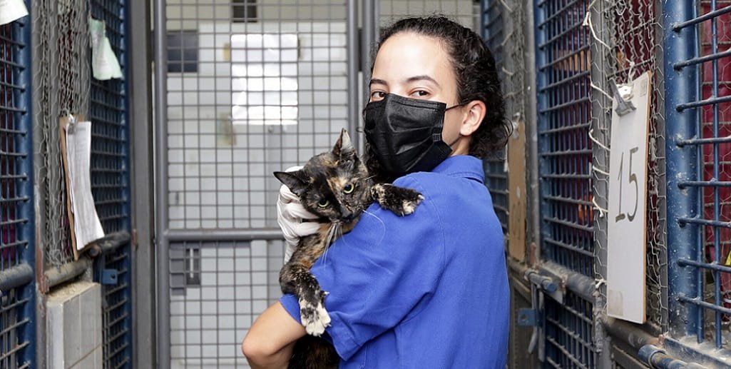 Técnica segura uma gata a ser doada na Vigilância Ambiental de Zoonoses, um dos 17 animais que esperam tutores/Sandro Araújo/Agência Saúde
