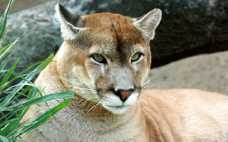 Onça suçuarana Misto Brasília