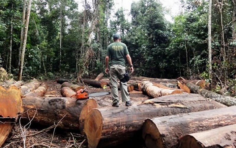 Desmatamento floresta Amazônica Misto Brasília