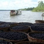 Empresa lança projeto integrado da cadeia do Açaí