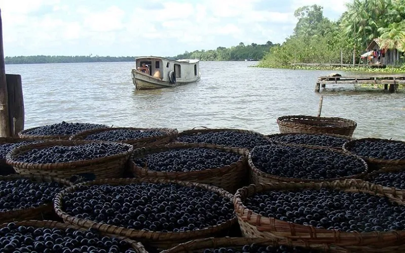 Empresa lança projeto integrado da cadeia do Açaí