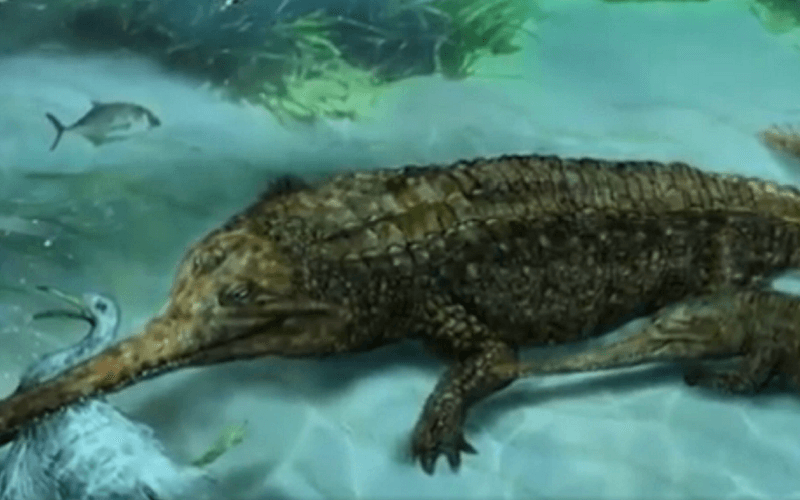 Fóssil encontrado no Peru pode indicar origem dos crocodilos