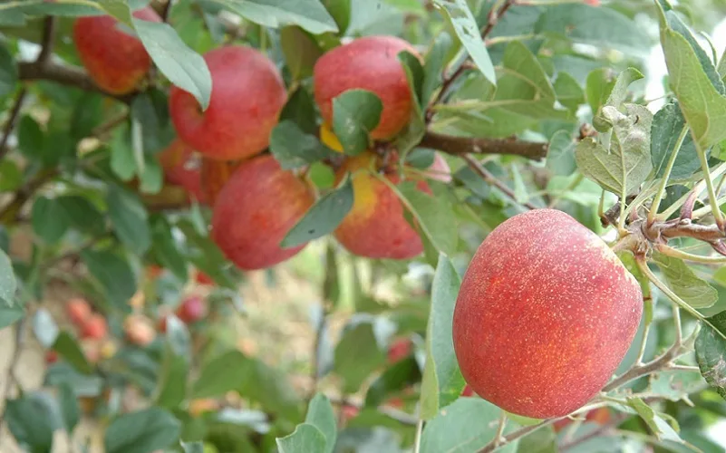 Acordo com europeus impacta agro nos negócios e nos tributos