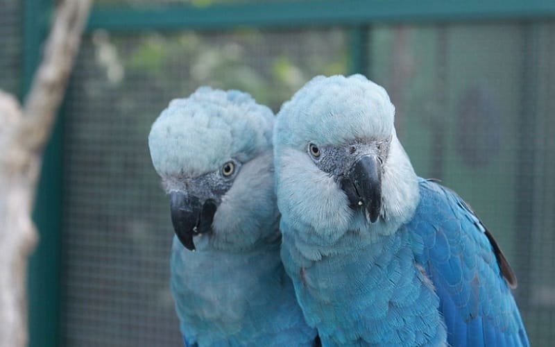 Ararinhas-azuis são soltas no interior da Bahia