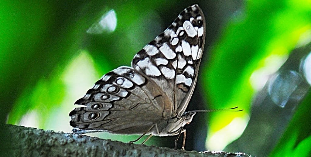 Esta é uma das 30 espécies de borboletas que podem ser encontradas no Borboletário do Jardim Botânico de Brasília/Joel Rodrigues/Agência Brasília