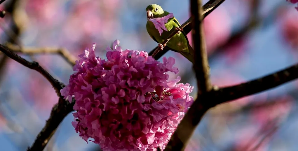 Ativo intangível e ecobranding