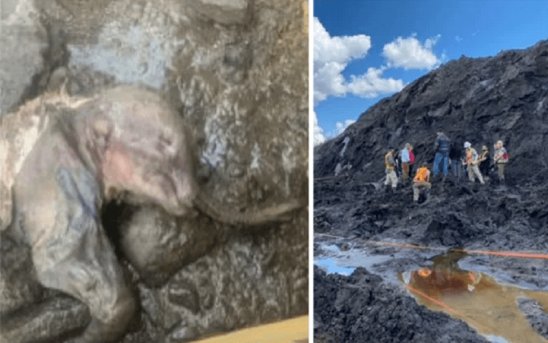Encontrado filhote de mamute mumificado de 30 mil anos