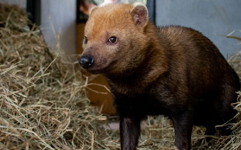 Cachorro-do-mato-vinagre é outro morador do zoo