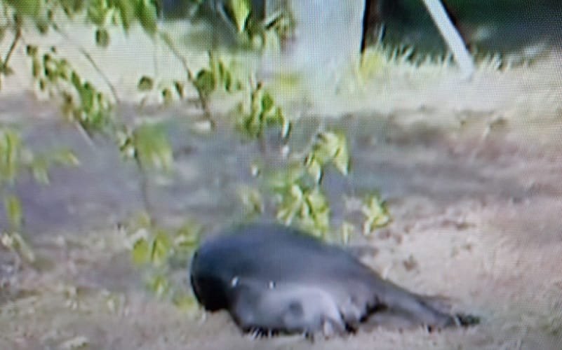 Anta morre após atropelamento na EPIA Norte