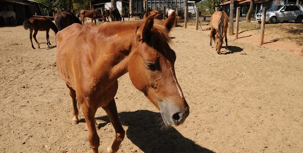 Animais de grande porte perambulando pelas ruas da periferia é um problema constante no Distrito Federal/Lúcio Bernardo Jr/ Agência Brasília