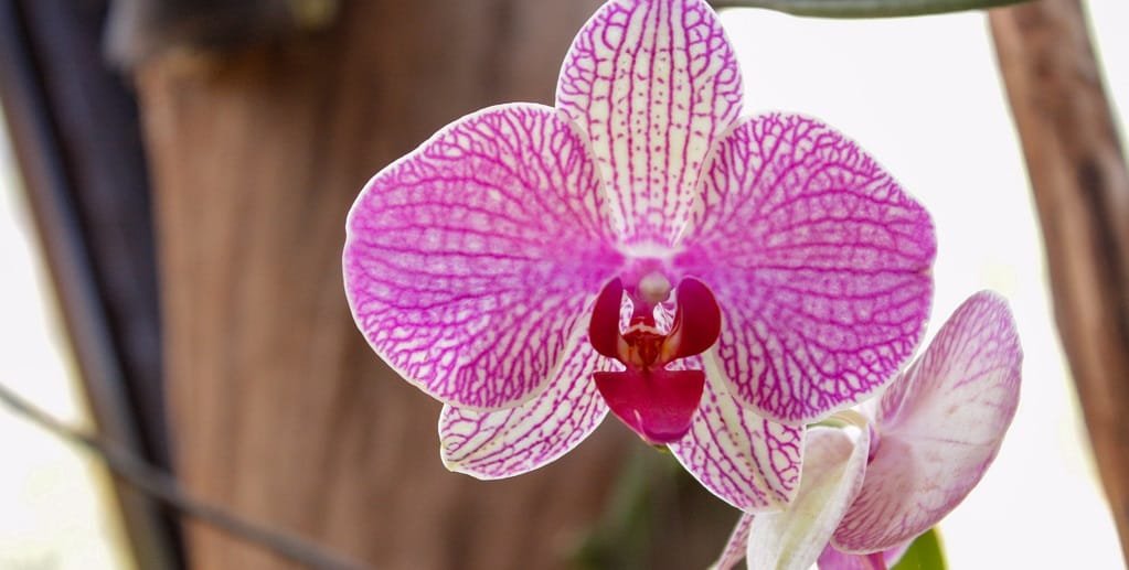 Orquídea flor Jardim Botânico Brasília Misto Brasília