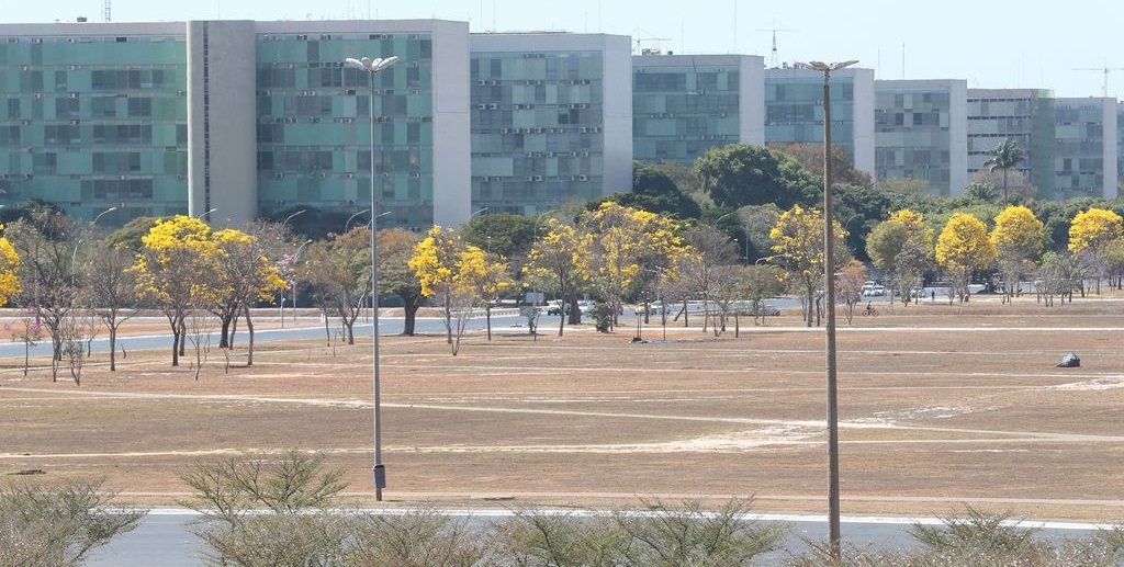 Esplanada dos Ministérios ipês-amarelo