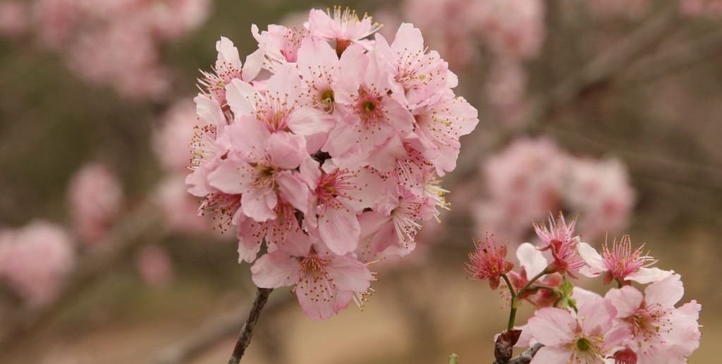 É tempo de cerejeiras no Parque do Carmo, na Zona Leste de São Paulo/Rovena Rosa/Agência Brasil