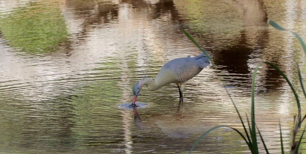 No Jardim Botânico de Brasília é possível ver muitas espécies da flora e também da fauna brasileira/Wilson Dias/Agência Brasília