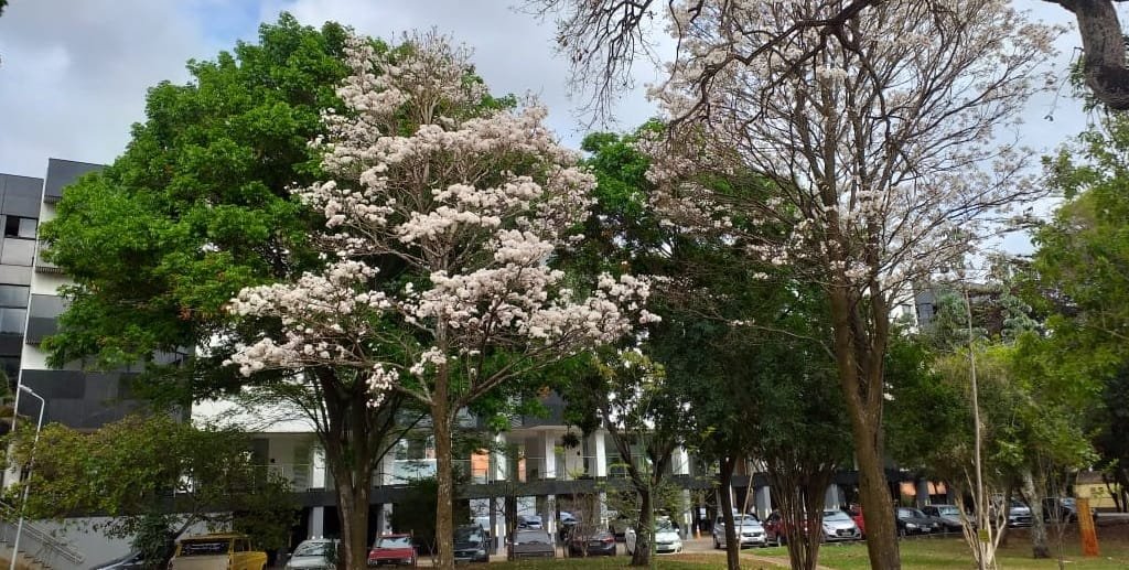 O ipê-branco deixa as quadras residenciais da Asa Norte ainda mais bonitas/Jorge Cury/Misto Brasília