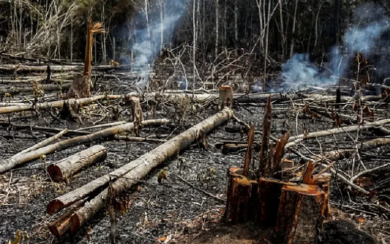 Desmatamento caiu 41,8% na Amazônia e 23,8% no Cerrado