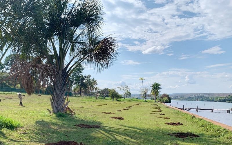 Lago Paranoá orla plantio de árvores Misto Brasília