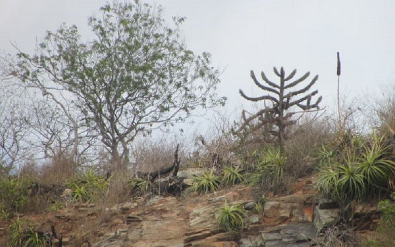 Caatinga bioma vegetação Nordeste Misto Brasília