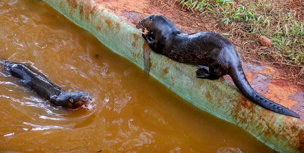 Ariranha na lista de animais ameaçadas de extinção