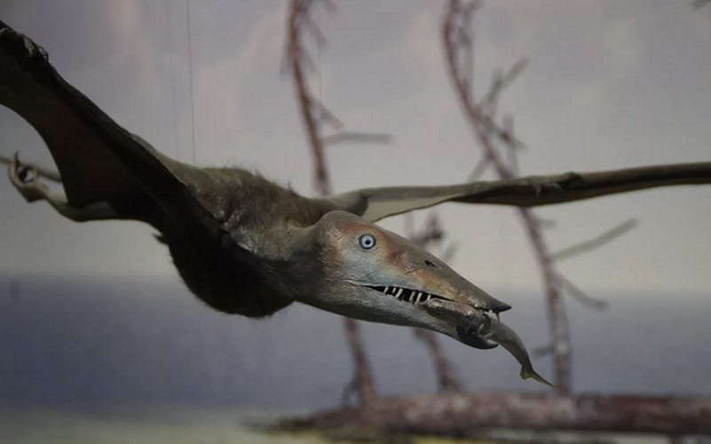 Elo de 250 milhões de anos entre os dinossauros e crocodilos