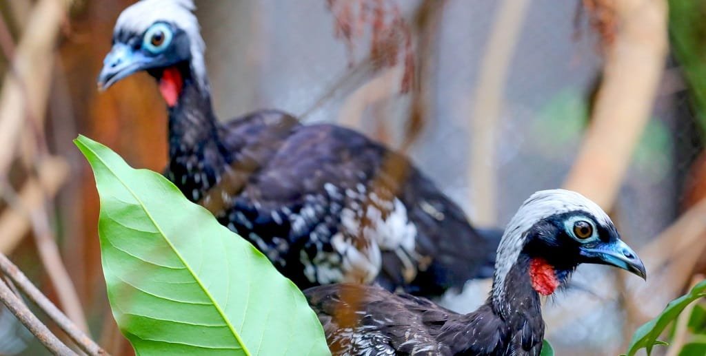 Jucutingas, pássaros ameaçados de extinção, nasceram no Zoológico de Brasília e seguem para São Paulo para voltar à natureza/Paulo H. Carvalho/Agência Brasília