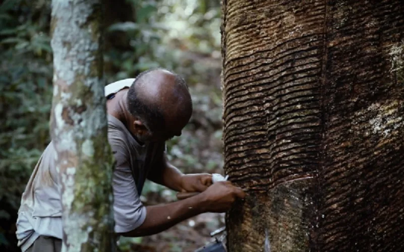 COP30 avante: uma no cravo, outra na ferradura!