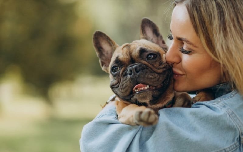 Cachorro pet tutor Misto Brasília