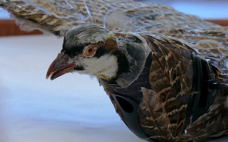 Drone pássaro empalhado taxidermia Misto Brasília