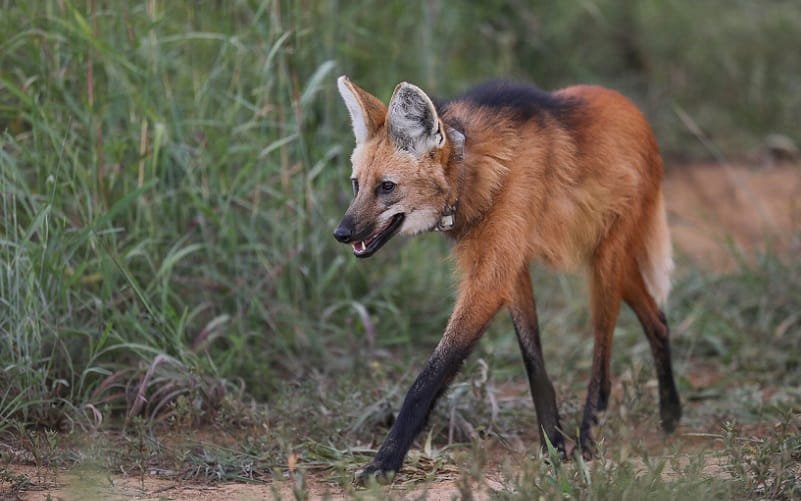Loba-guará é solta depois do resgate quando filhote