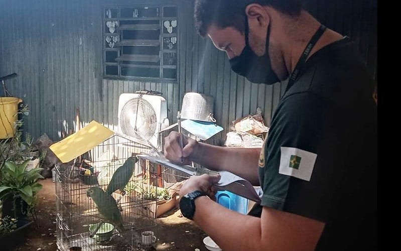 Animais silvestres apreensão DF Misto Brasília