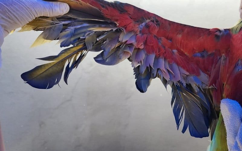 Polícia prende homem no Lago Sul com aves silvestres