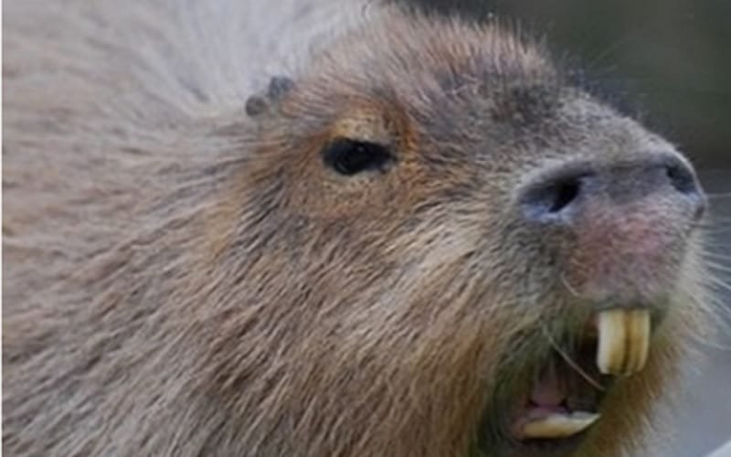 Capivara roedor Lago Paranoá DF Misto Brasília