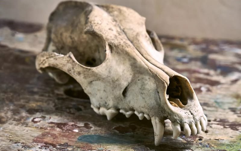 Crânio de lobo dois mil anos Romênia Misto Brasília