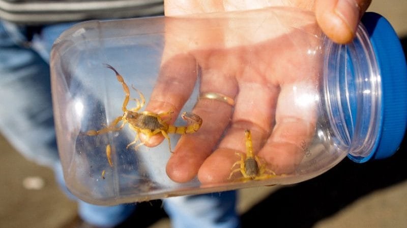 Fórum vai debater o problema da infestação de escorpiões