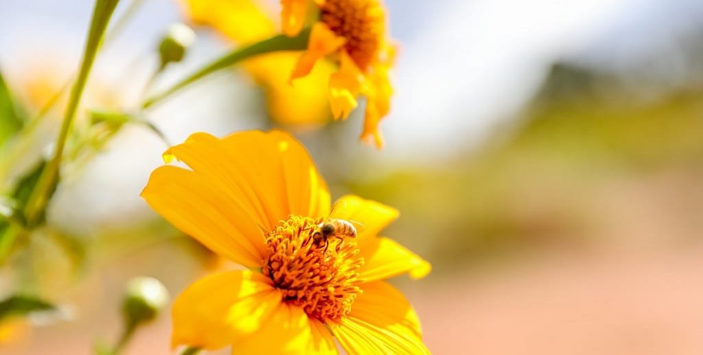 Flores abelha Bosque dos Ipês DF Misto Brasília