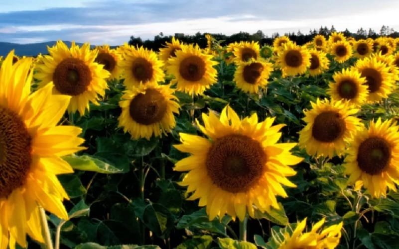 Girassois flores Misto Brasília