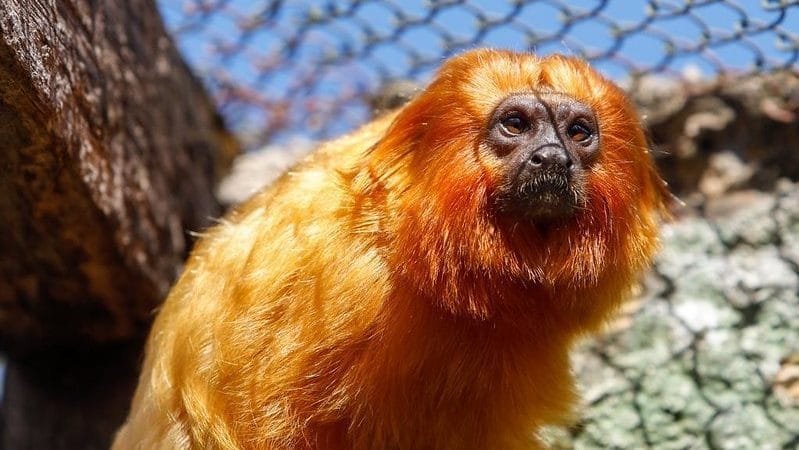 Fêmea de micro-leão-dourado no Zoológico de Brasília