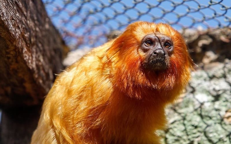 Zoo de Brasília mico-leão-dourado fêmea Misto Brasília