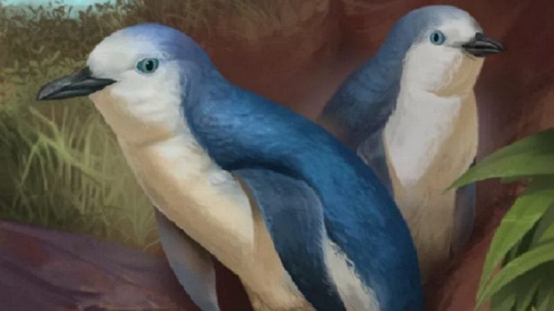 Descobertos fósseis de 3 milhões de anos de pinguim extinto