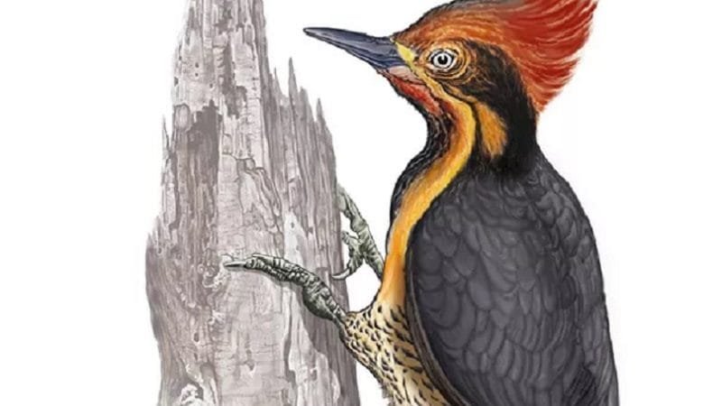 Fóssil de pica-pau de 200 mil anos encontrado na Argentina