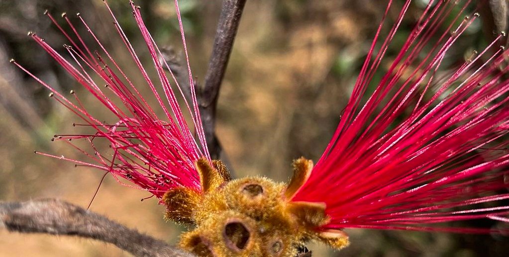 Cerrado bioma diversidade Jardim Botânico de Brasília Misto Brasília