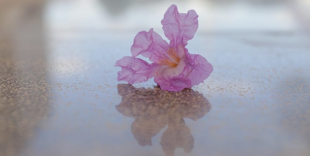 Flor ipê-roxo DF Misto Brasília