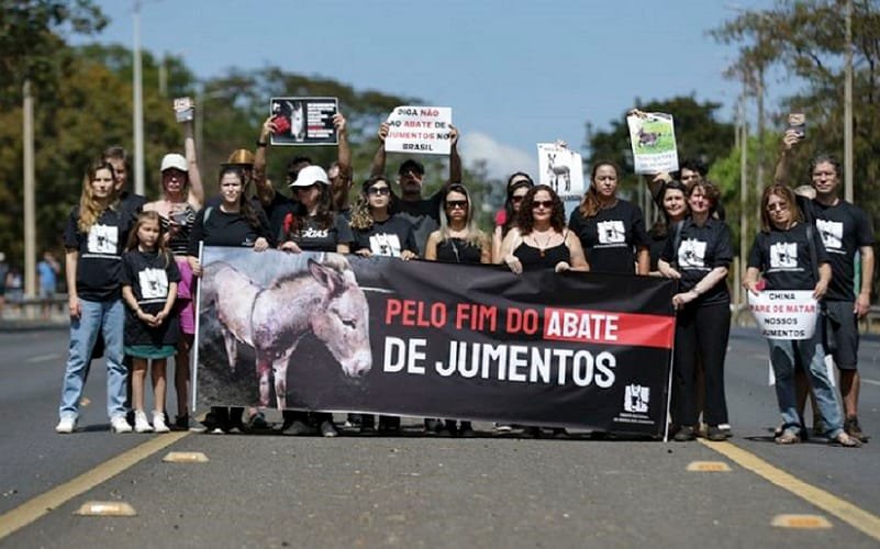 Manifestação contra morte de jumento Misto Brasília