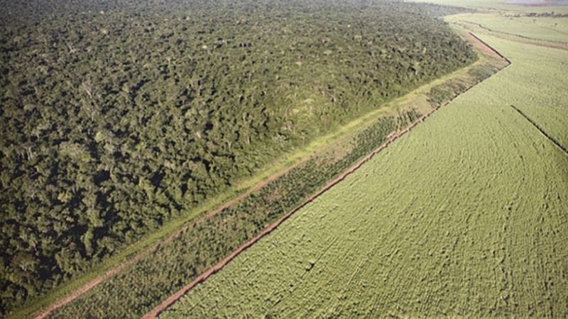 Mata Atlântica perdeu 2,4 milhões de hectares