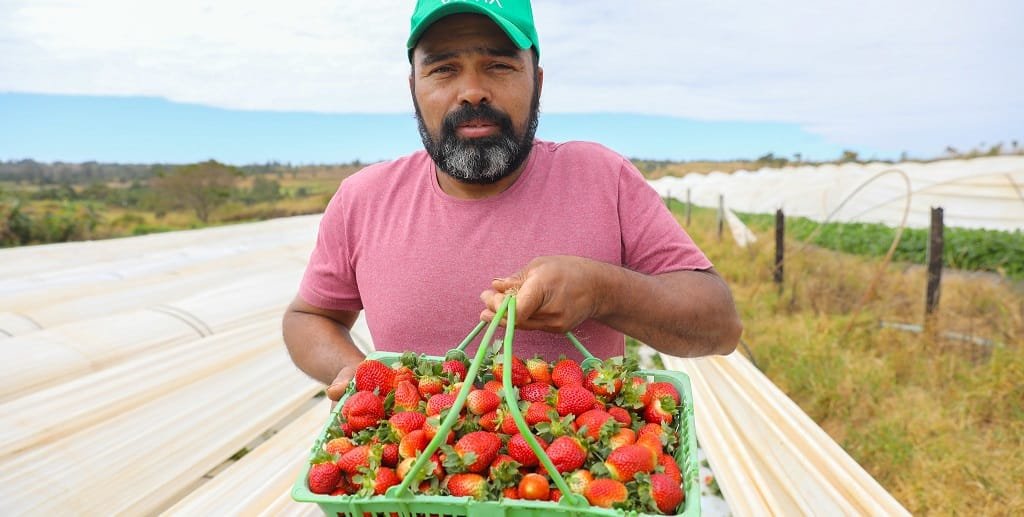 Morango Marcos Almeida Brazlândia DF Misto Brasília