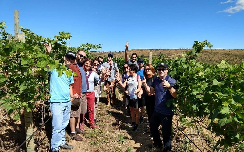 Vinícola Girassol Cocalzinho Goiás Misto Brasília