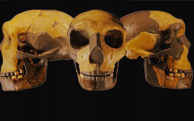 Crânio hominídio China Misto Brasília