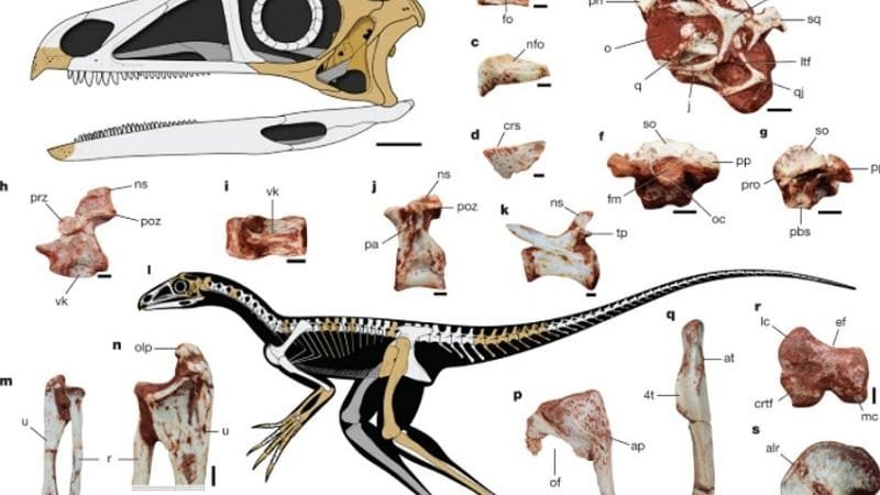 Fóssil brasileiro de 230 milhões é de um ancestral dos pterossauros