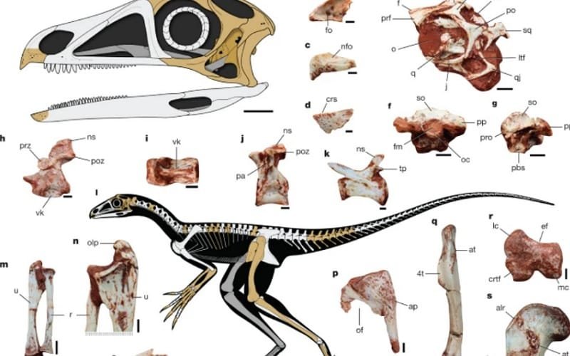 Dinossauro brasileiro 250 milhões de anos Misto Brasília